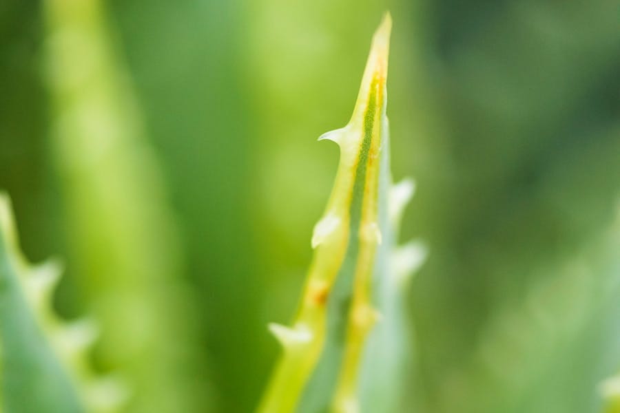 aloe vera