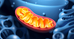 mitokondri e1742973381442