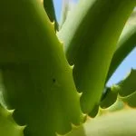 aloe vera