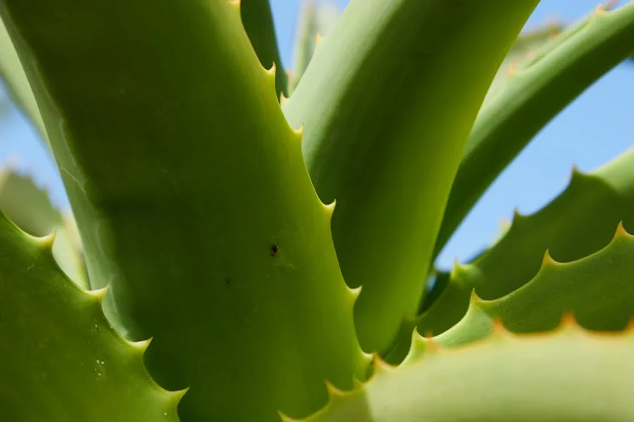 aloe vera